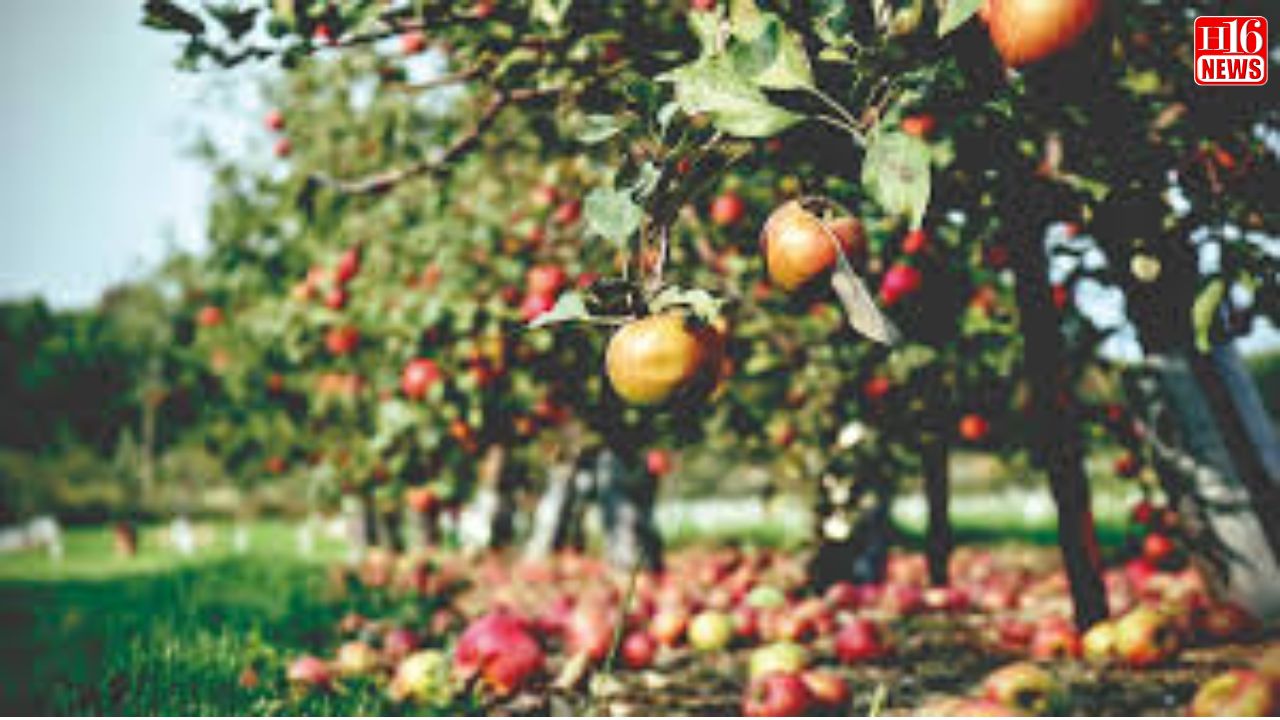 Himachal Pradesh sees bumper apple season, ships 3.66 crore boxes